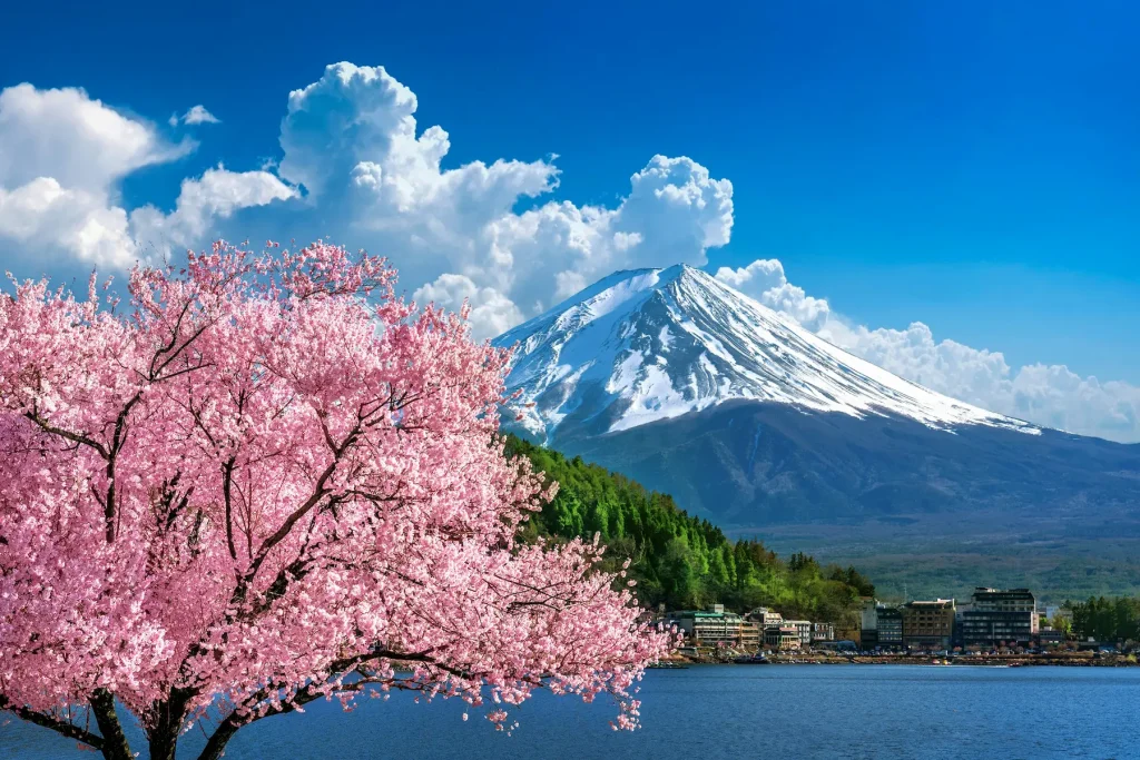 Mount Fuji with cherry blossoms in full bloom, iconic view of Japan