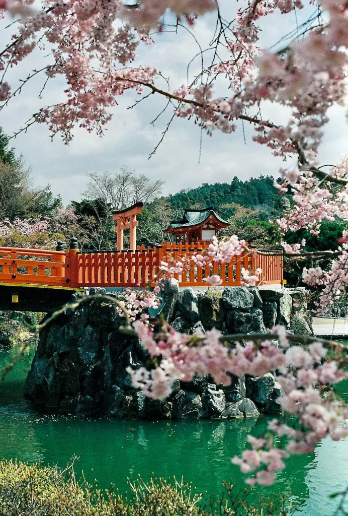heian shrine bridge cherry blossoms kyoto solo travel wandersister