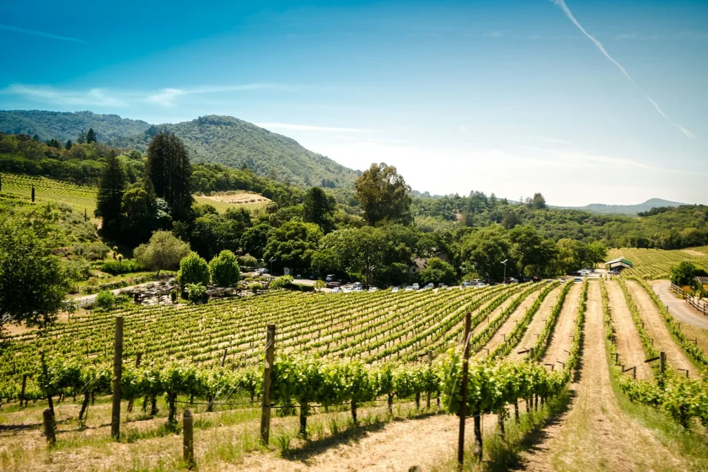 Napa and Sonoma solo travel — vineyard rows on a hillside in California wine country