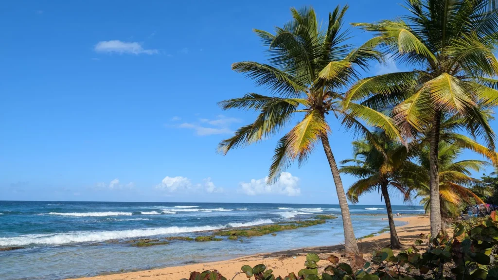 Palm trees leaning over a golden Caribbean beach on a solo travel Puerto Rico trip